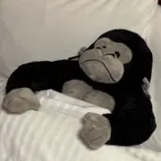 かなかなの画像