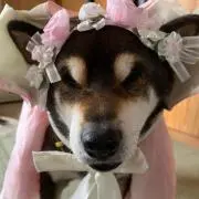 ひかりの画像