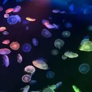 berry berryの画像