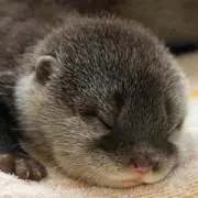 たまの画像