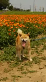 さな