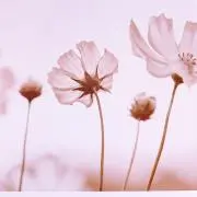 nonoの画像
