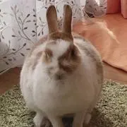 ひかりんの画像