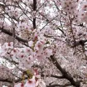 I_CEの画像