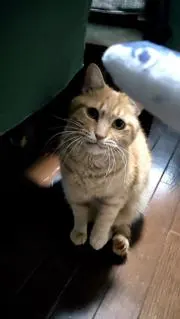 ちちの画像