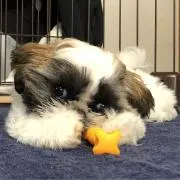 のんびり盆栽