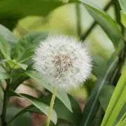 やまべの画像