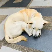 Aloeの画像