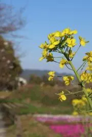 ＭＯＫＡ【プロフ確認】
