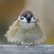 二ノコ