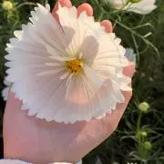 しまの画像