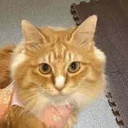 ムーの画像