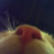木星の画像