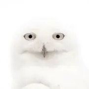 アソビビールの画像