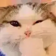 ねこねこの画像