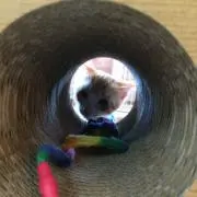 シャンパ