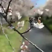 抹茶オレ