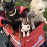 ミンミン