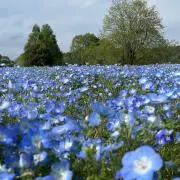 こちぇママの画像