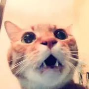 みかちょこ　プロフ一読ください。