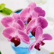 さつきの画像