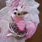 ココ❤️の画像