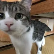 yo.yo.yoの画像