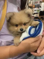 しらすの画像