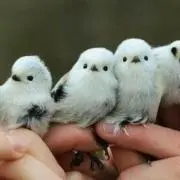 りん