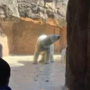 MIMIの画像