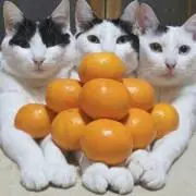 みすず