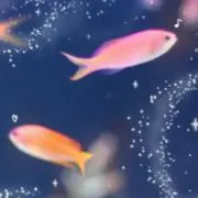 Myo