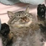 ゴン太