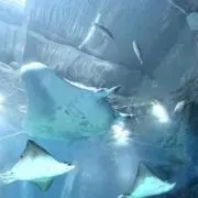 ☆彡の画像