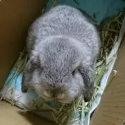 シナモンの画像