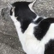パラディソの画像