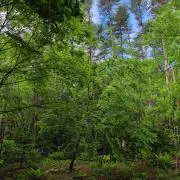 ゆいープロフ必読。別荘のものは6月か7月の画像