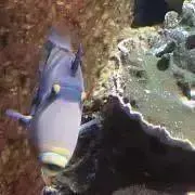 あこの画像