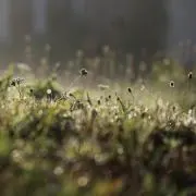 さと