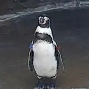 tamaの画像