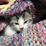 ふろすとの画像