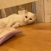 Mimi