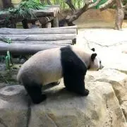 ダン　シャリコの画像