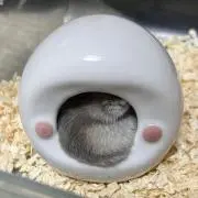 しゅのの画像