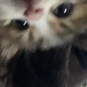 ふ