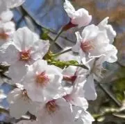 ミックス juiceの画像