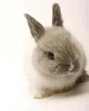 うさぎの画像