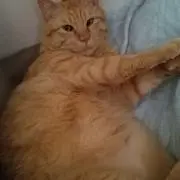 みかん