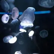 きき