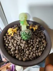 Roseの画像